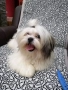 Ши тцу, снимка 9