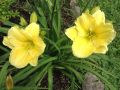 Hemerocallis Big Time Happy(Хемерокалис Голямо щастие), снимка 1