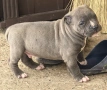 Американско Були Хл/American Bully XL , снимка 5