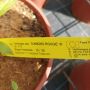 Хортензия Червен Диамант, Hydrangea paniculata Diamond Rouge, за супер слънце, снимка 7