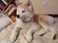 Женско акита-ину., снимка 6