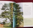 Справочник на дърветата по света / A Concise Guide to Trees, снимка 5