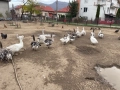 Продавам Гъски, снимка 4