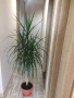Драцена, снимка 2