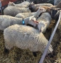 20 броя млади овце от месодайни породи, снимка 6