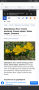 щернбергия (есенниче, жълти есенни минзухари) 100 броя за 10 лв , снимка 2