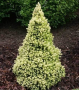 Канадски Смърч ”Дейзи Уайт” / Picea glauca ’Daisy’s White’, снимка 3