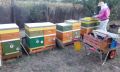 Кошери-ДБ10ки, нови, за добив на прашец и клей, и подвижно пчеларство., снимка 18