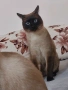 ЗА РАЗПЛОД!!! сиамски котарак, снимка 2
