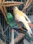 Пойни папагали - Мъжко и Женско - Поен папагал , снимка 1