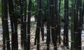 100 бр. бамбукови семена - Phyllostachys nigra - Издръжлив рядък вид вечнозелен черен бамбук, снимка 10