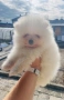 Померан, снимка 3