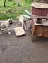 Малки КАНГАЛИ, снимка 3