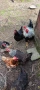 Продавам си кокошките, снимка 2