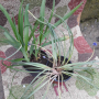 Хемерокалис и Мускари, снимка 1 - Градински цветя и растения - 44985966