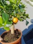 КАЛАМОНДИН - МИНИ ПОРТОКАЛ , снимка 4