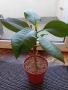 Плумерия - семена и растения, снимка 3