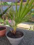 Палма" Вашингтон "
-3броя, снимка 1 - Стайни растения - 45761505