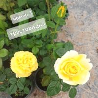 Рози в контейнер 2 литра, снимка 4 - Градински цветя и растения - 45652437