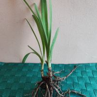 Агапантус син , снимка 6 - Градински цветя и растения - 41597181