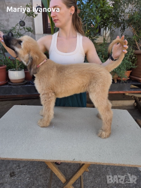 афганска хрътка, снимка 1