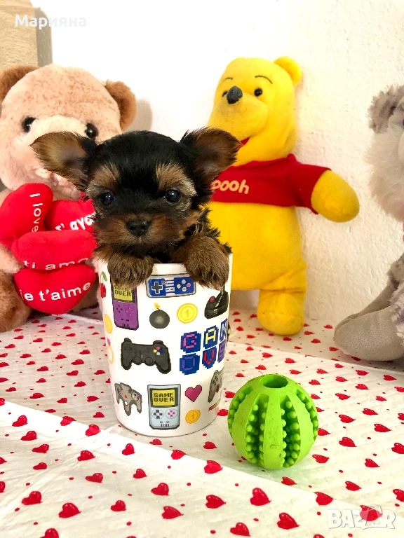 Йоркширски териер-Мини йорки, снимка 1