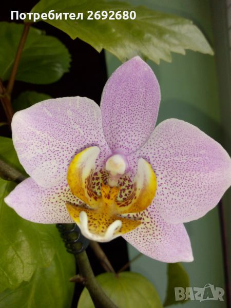Орхидеи, снимка 1