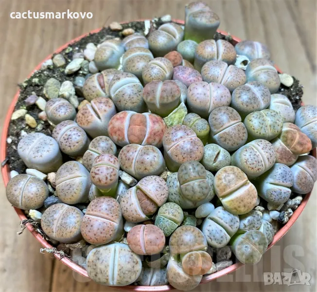 Lithops karasmontana mix, снимка 1