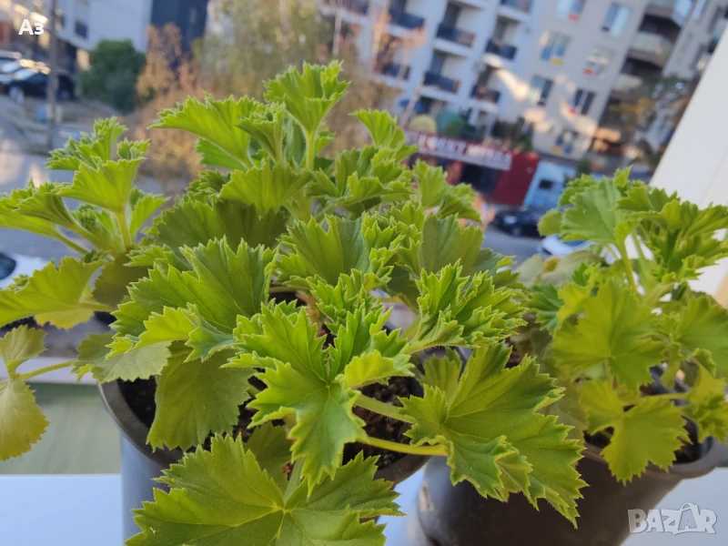 Продавам цветя Кралско (Английско) мушкато - подготвени за обилен цъфтеж през есента, снимка 1