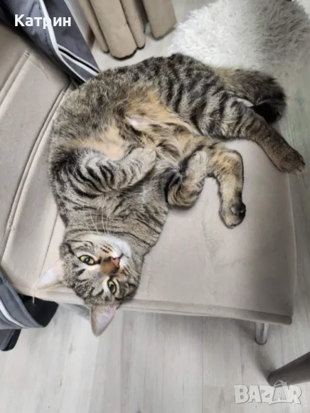 Мъжко Кастрирано и Ваксинирано Коте Бочко ТЪРСИ СВОИТЕ СТОПАНИ!!!, снимка 1