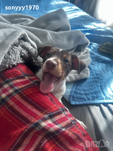 ПРОДАВАМЕ ДЖАК РЪСЕЛ-ЖЕНСКО 2010251955, снимка 1