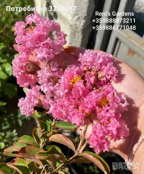 Lagerstroemia indica/Индийски люляк , снимка 1