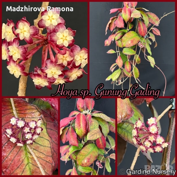 Hoya sp Gunung gading , снимка 1