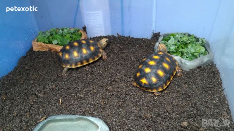 Червенокрака Костенурка Карбонария Голяма - Red-footed tortoise, Chelonoidis carbonarius, снимка 1