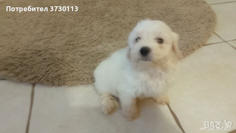 Продавам малтийска болонка, снимка 1