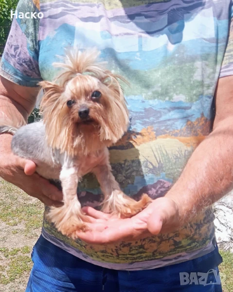 Продавам мини йоркширски териер, снимка 1