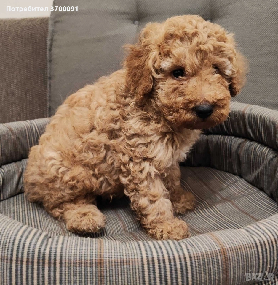 пудел / пуделче, снимка 1