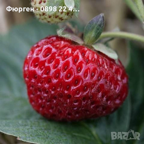 Ягода „Мице Шиндлер“ (Mieze Schindler), снимка 1