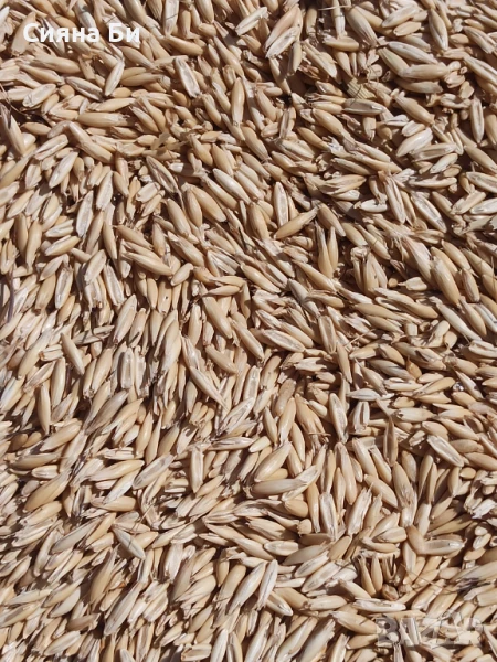 Продавам ОВЕС в Бургас, снимка 1