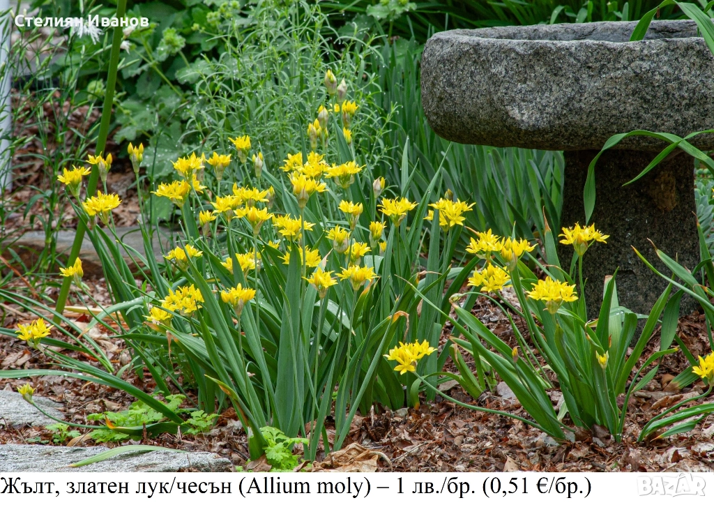 Жълт, златен лук/чесън (Allium moly) - луковици, снимка 1