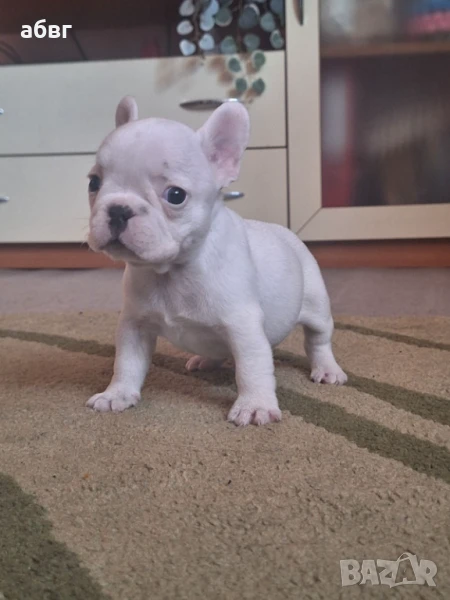 Бяло френско булдоче, снимка 1
