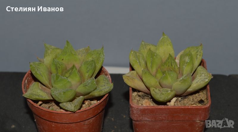 Хавортия (Haworthia × cuspidata), снимка 1