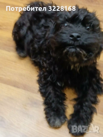 кученца за трюфели, снимка 4 - Други - 52937221