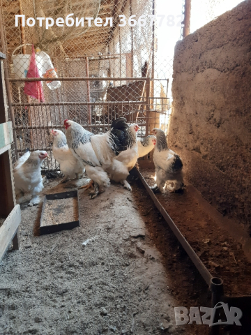 разплодни яйца , снимка 7 - Кокошки и пуйки - 44937815