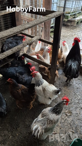 разплодни яйца от Австралорп и Кръстоски, снимка 5 - други­ - 54248171