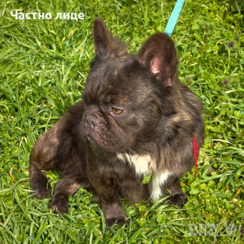 Fluffy french bulldog за разплод , снимка 4 - Търси партньор - 53666635