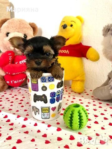 Йоркширски териер-Мини йорки