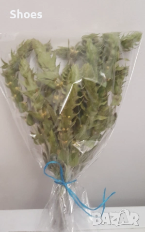 Продавам Мурсалски чай, снимка 8 - Разсади - 53995898