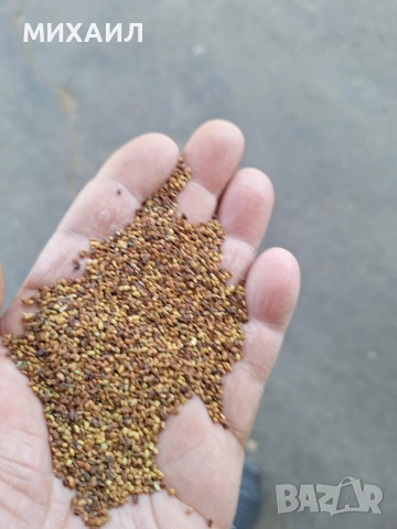 Семе, люцерново семе 