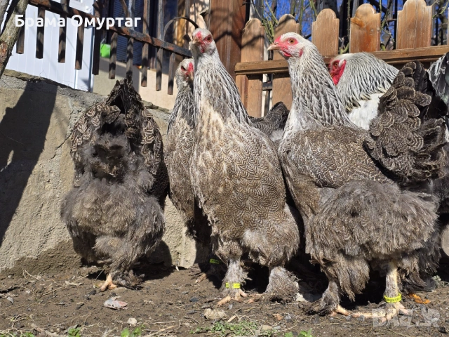 Продавам разплодни яйца от Сребърна Брама [Dark Brahma], снимка 10 - Кокошки и пуйки - 53811097